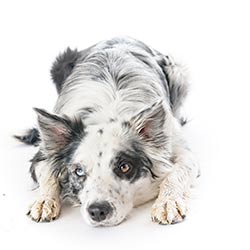 image of a dog